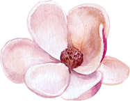 Magnolia Flower Watercolor